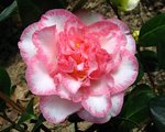 vignette Camlia ' Betty's Beauty ' camellia japonica