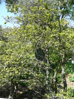 vignette citrus myrtifolia