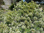 vignette Echium callithyrsum