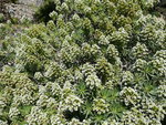 vignette Echium callithyrsum