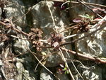 vignette Glycirrhiza pallidiflora