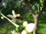 vignette abeille sur fleur d'oranger