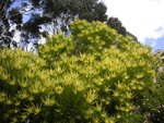 vignette Leucadendron eucalyptifolium
