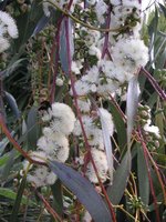vignette Eucalyptus pauciflora