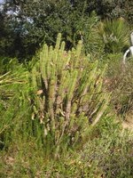 vignette Euphorbia submamillaris