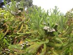 vignette Brunia albiflora / Bruniaceae - Bruniaces