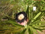 vignette Protea lepidocarpodendron