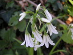 vignette Allium triquetrum - Ail  3 angles