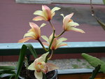 vignette orchidee cymbindium