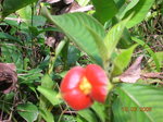 vignette Psychotria poeppigiana, Costa Rica