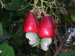 vignette noix de Cajou, Costa Rica
