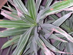 vignette Yucca feuilles