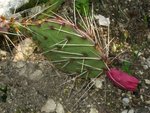 vignette Opuntia macrorhiza ?