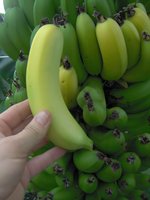 vignette Banane  