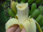vignette Banane sucre ...