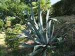 vignette Agave americana