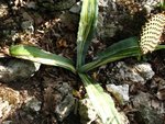 vignette Agave americana  striata