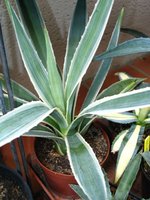 vignette Agave angustifolia variegata