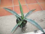 vignette Agave fourcroydes