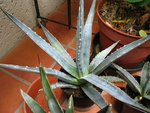 vignette Agave lophantha caerulea