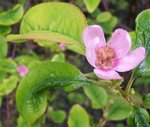 vignette Pseudocydonia sinensis / Rosaceae / Chine