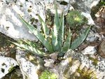 vignette Agave mckelveyana