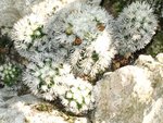 vignette Mammilaria gracilis cv Arizona snowcap