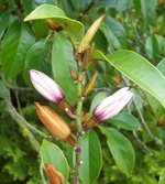vignette Magnolia cv.