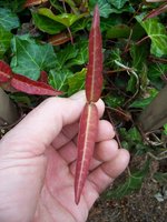 vignette Trachelospermum jasminoides var. wilsonii   / Apocynaceae  / Chine