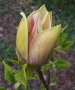 vignette Magnolia x brooklynensis 'Hattie Carthan'