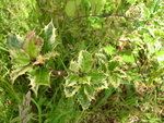 vignette Ilex aquifolium 'Ferox Variegata'