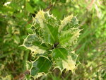 vignette Ilex aquifolium 'Ferox Variegata'