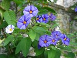 vignette Solanum rantoneti (fleurs bleues)