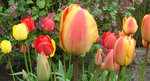 vignette tulipes