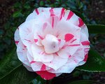 vignette Camlia ' LAVINIA MAGGI ' camellia japonica