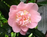 vignette Camlia ' Kewpie Doll ' camellia japonica
