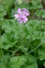 vignette Pelargonium