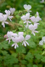 vignette Pelargonium