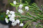 vignette Agathosma imbricata