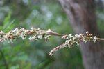 vignette Rhodocoma foliosa (fleurs femelles)