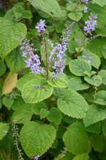 vignette Plectranthus fruticosus