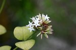 vignette Carissa bispinosa