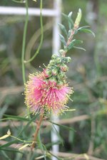 vignette Callistemon