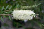 vignette Callistemon salignus