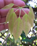 vignette Stauntonia hexaphylla   /   Lardizabalacées  / Corée, Japon