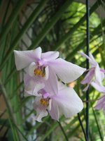 vignette phalaenopsis schilleriana
