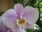 vignette phalaenopsis philipinense X ph.hi lo lip