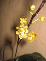 vignette phalaenopsis (kingidium) chibae