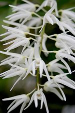 vignette Dendrobium speciosum