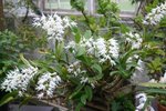 vignette Dendrobium speciosum